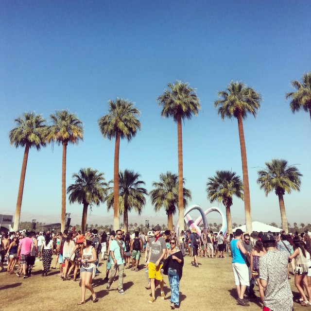 Coachella Palm Trees